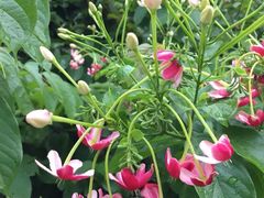 iphone_upload_pic-鹅滋道(甘坑古镇店)