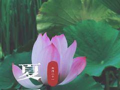 -莲湖公园