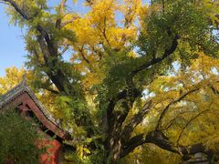 -晋祠公园