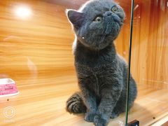 -猫十亿·布偶金渐层·曼基康矮脚猫舍(青年路店)