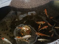 -万绿园