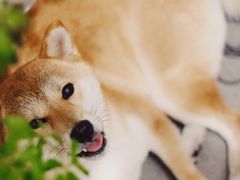 -About Bistro關於·泰式家庭料理