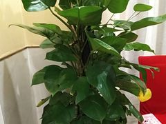 -鼎好家常菜(天桥店)