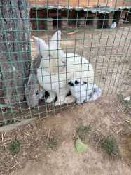 -上美四季动物农场