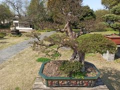-盆景园(扬州大运河文化旅游度假区)