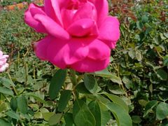 -云海肴·云南小炒·汽锅鸡(天津国金汇店)