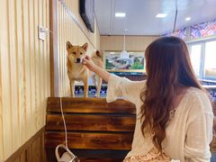 -柴源莊·柴小宠柴犬咖啡