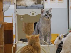 -有喵·猫咖·狗咖·30几只猫10只小狗(岗厦店)