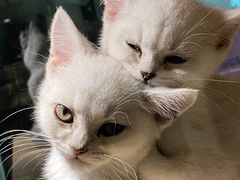 -BABIT巴比特宠物(MOMOPARK店)