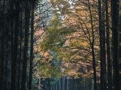 -山王坪喀斯特国家生态公园