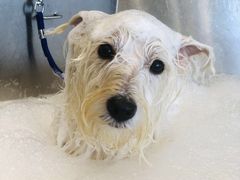 -PETKIT小佩宠物(古北店)