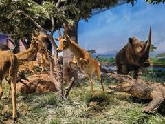 -国家自然博物馆