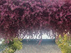-南汇桃花村