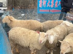 -蒲河大集