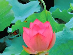 -荔湾湖公园