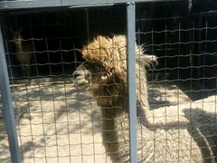 -意大利农场度假村