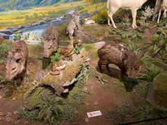 -陕西自然博物馆