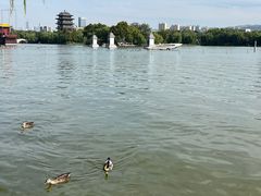 -济南大明湖景区