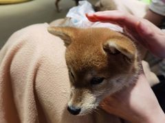 -逗柴咖啡屋·狗咖猫咖宠物桌游