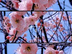 -无锡梅园公园