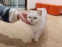 -1013 PET SHOP精品宠物商店(丁香店)