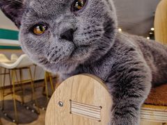 -飞行喵MR PILOT|猫舍·猫咖(静安大融城店)