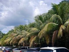 -兴隆槟榔园休闲农庄