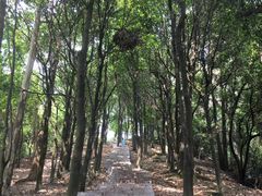 -火炉山森林公园