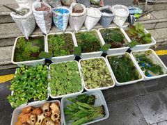 -青石桥花鸟鱼虫市场(叠翠城店)