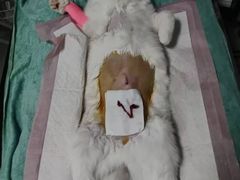 -谐和益家动物医院·免疫绝育·血液透析·宠保定点医院(高新伊藤分院)