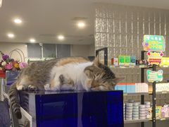 -伟伟宠物医院·CT影像中心·瑞派犬猫综合性门诊(汉口总院)