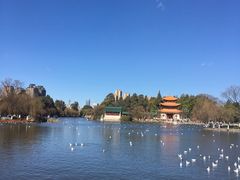 -云海肴·汽锅鸡·云南菜(天山百盛优客店)