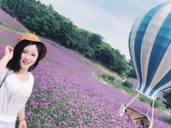 -大塘金香草谷