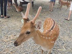 -鹿境梅花鹿生态园区