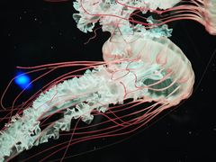 -欢乐海岸海洋奇梦馆