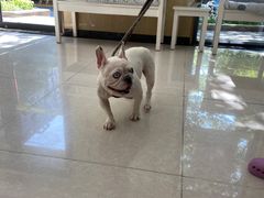 -瑞鹏宠物医院犬猫全科(真大分院)