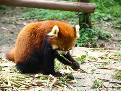 -成都大熊猫繁育研究基地