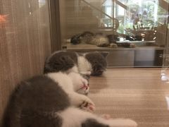 -飞行喵MR PILOT|猫舍·猫咖(静安大融城店)