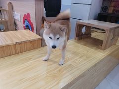 -柴源莊·柴小宠柴犬咖啡