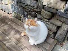 -喵屿·大理花园猫咖