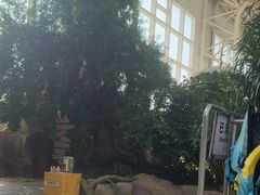 -杭州开元森泊度假乐园