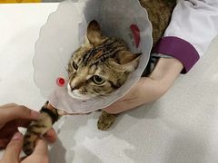 -宠爱国际动物医院· 猫科· 外科·中兽医(长白店)