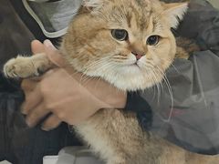 -喵zoo家庭繁育猫舍(尖东智能花园店)