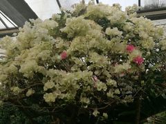 -呀路古热带植物园