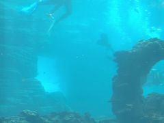 -海棠湾洲际-涛·海底餐厅·美人鱼·自助餐·海底隧道