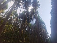 -武陵山森林公园