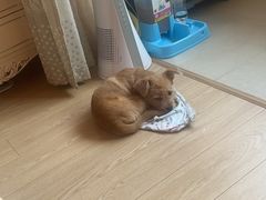 -艾吉宠物医院·疑难杂症转诊中心·猫友好(碧江路院)