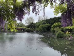 -嘉定紫藤园