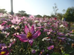 -香蜜公园