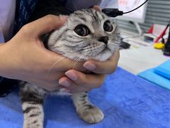 -pd派德宠物中心医院24H急重症·眼科中心·血液透析中心(嵩山北路店)